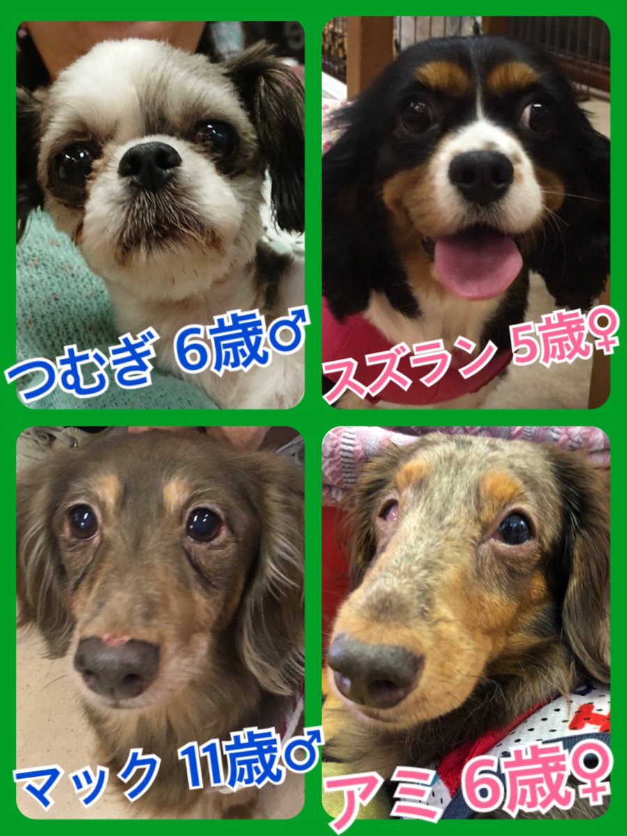 🐾今日の里親様募集中ワンコ🐶メンバーです🐾2018,9,7